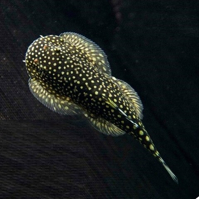 Гастромизон