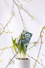 Первоцветы в бетонном кашпо с открыткой