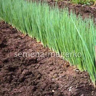 Лук батун Лонг Токио 100 (грамм)