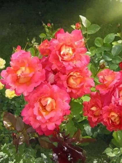 Роза шраб Мейян Декор Арлекин