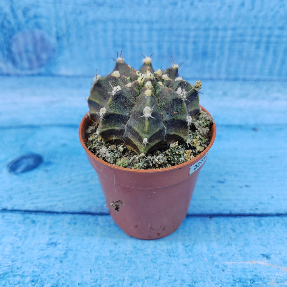 Gymnocalycium Friedrichii (Гимнокалициум)