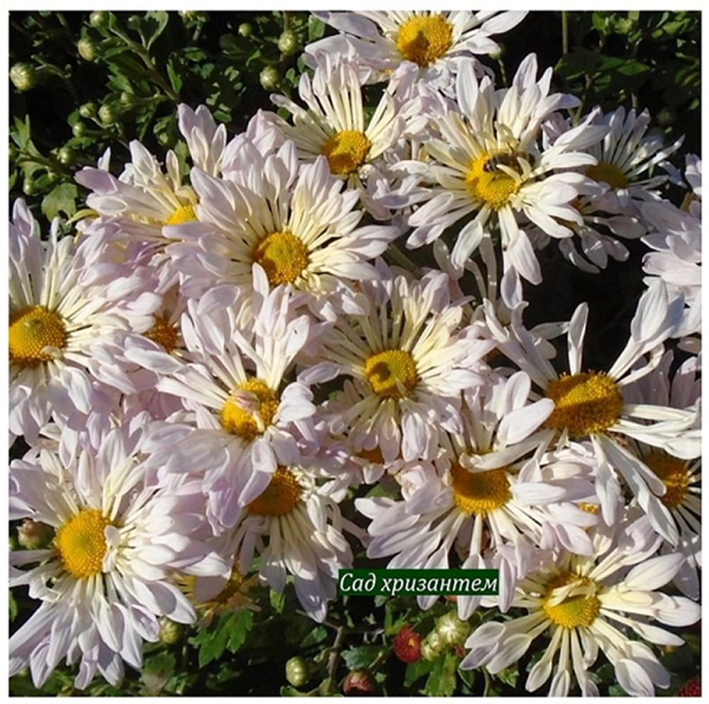 Корейская хризантема Кружевница 🌻  ☘ з.1 🌿 (отгрузка  Сентябрь)