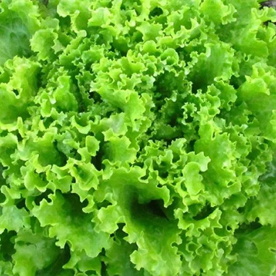 ФАНЛИ семена салата Syngenta описание