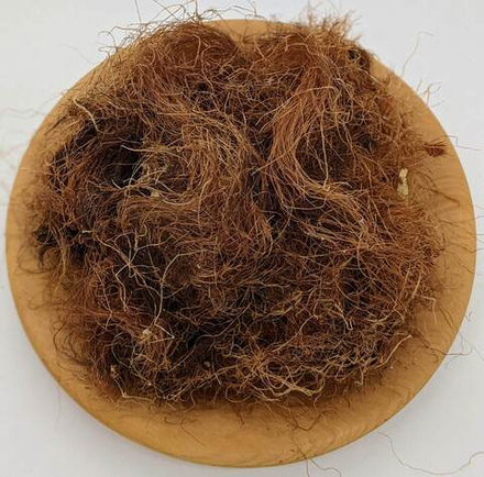 Кукурузные рыльца