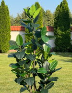 Фикус эластика зеленый 210 см.