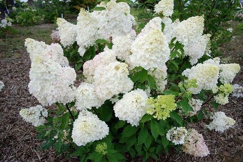 №31 Укорененный черенок Гортензия метельчатая ДЕНТЕЛЬ ДЕ ГОРРОН (Hydrangea paniculata «Dentelle de Gorron») (ЗКС)