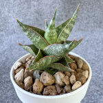 Сансевиерия PLABU