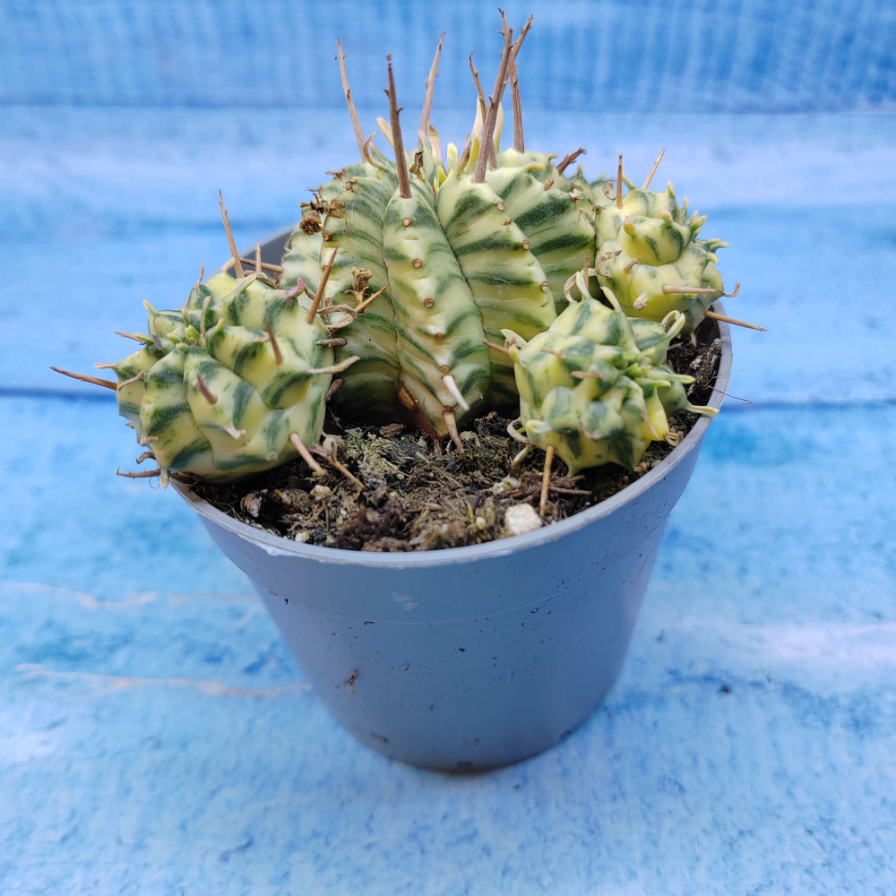 Euphorbia meloformis f. Variegated (Эуфорбия вариегатная)