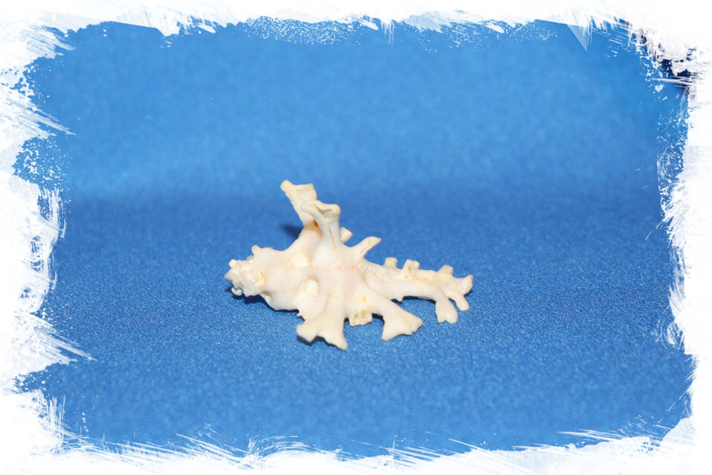 Murex Zamboi, Мурекс замбои коллекционная ракушка