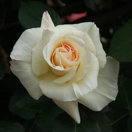 Роза плетистая Schneewalzer