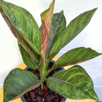 Аглаонема GAMLAI NAK / GOD ARMY