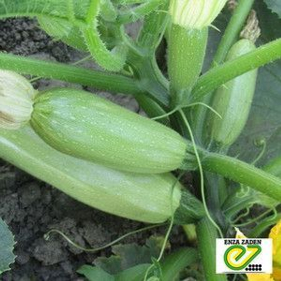 МАРСЕЛЛА F1 семена кабачка (Enza Zaden | Alexagro) – фото 3