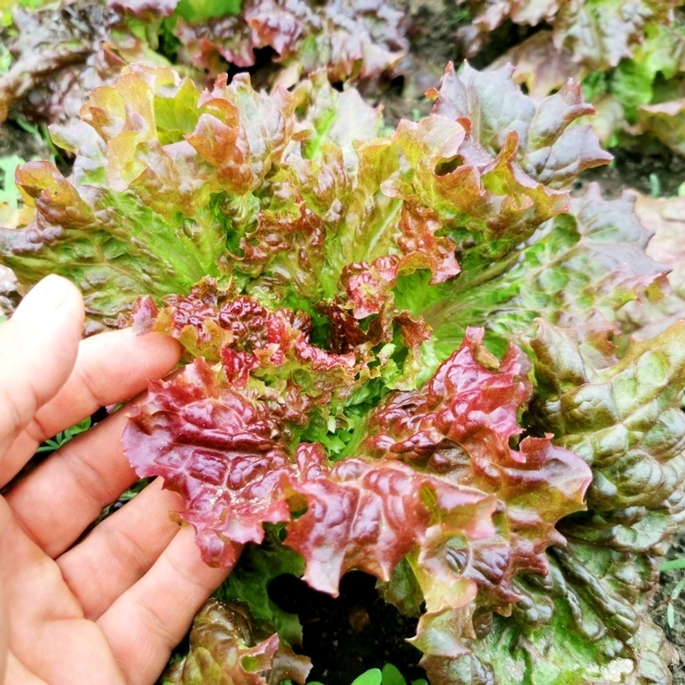 Салат Праздничный - Lettuce Holiday