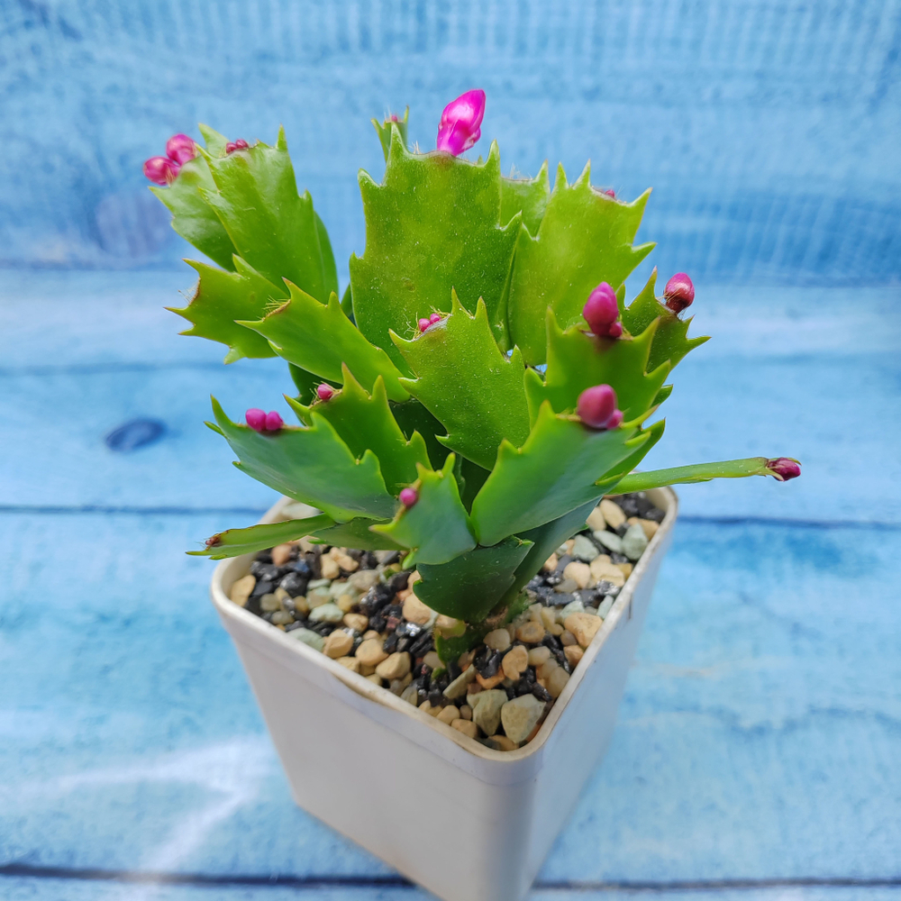 Schlumbergera Red (Декабрист)