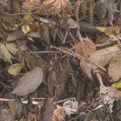 Осенний реалистичный бесшовный камуфляж