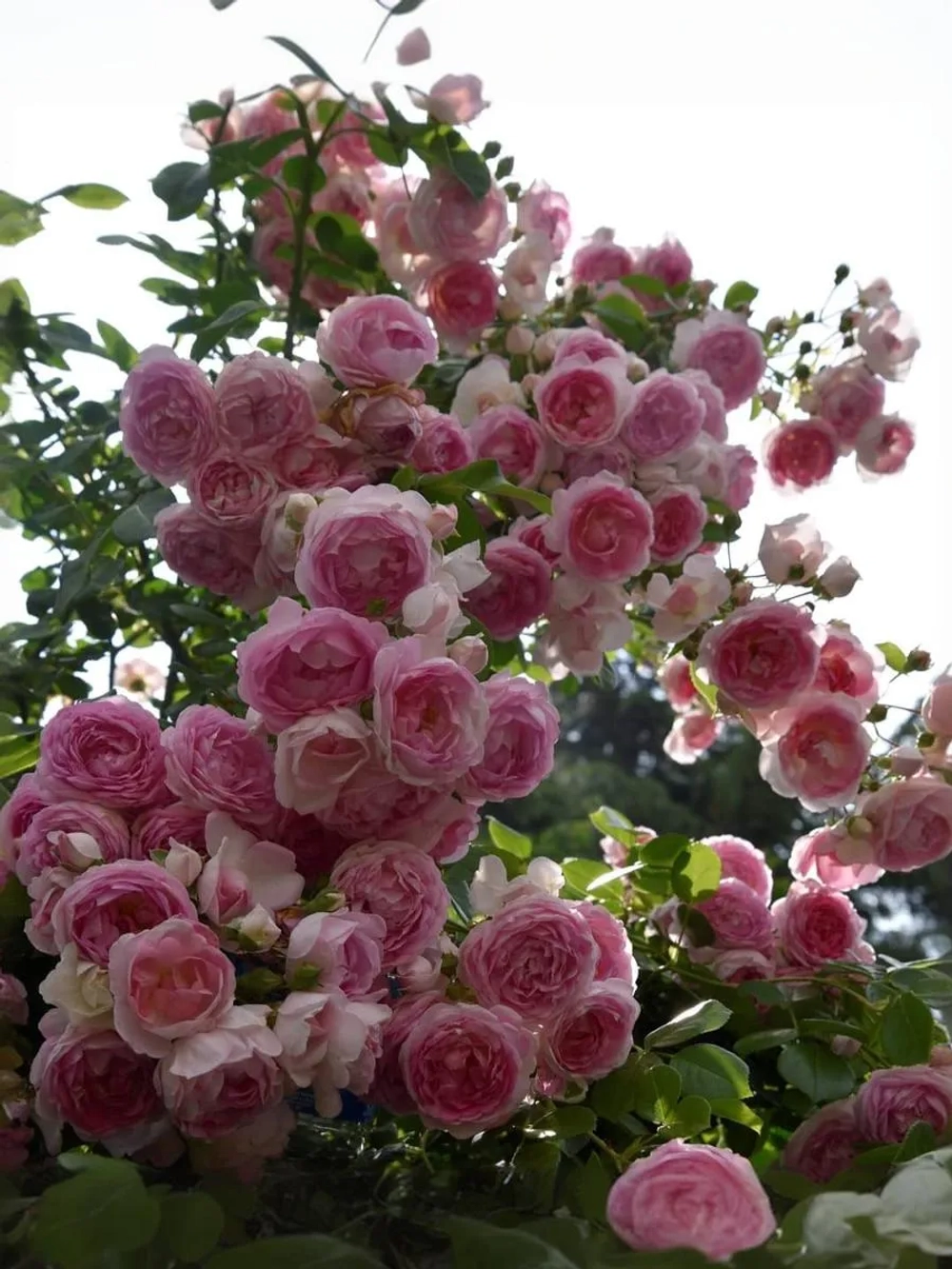 Роза плетистая Жасмина