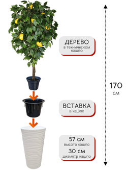 Искусственное дерево Лимон 170 см в высоком круглом белом кашпо