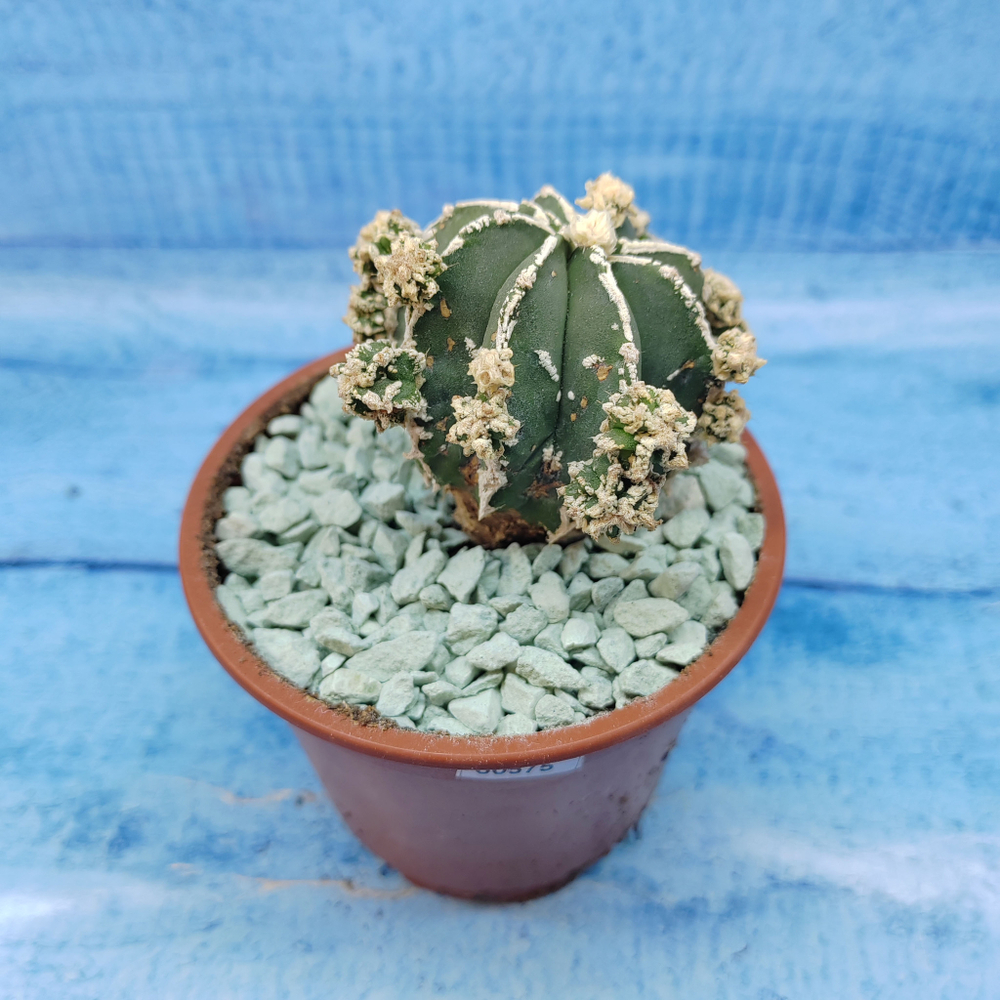 Astrophytum Myriostigma "Hakujo Fukuryu"  (Астрофитум)