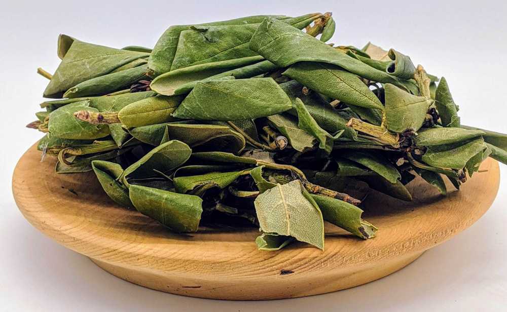 Кашкара (Рододендрон золотистый)