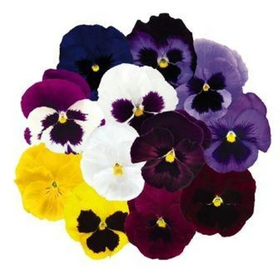 Виола Колоссус all colors Mix