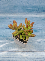 Sedum Nussbaumerianum (Седум)