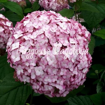 Гортензия древовидная Кендибелль Баблгам