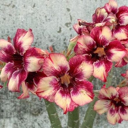 Адениум обесум 176 Vân Du 5