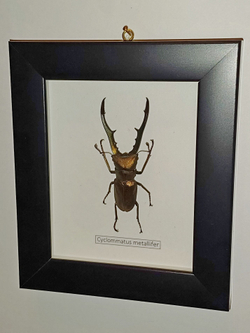 Жук Cyclommatus metallifer в рамке