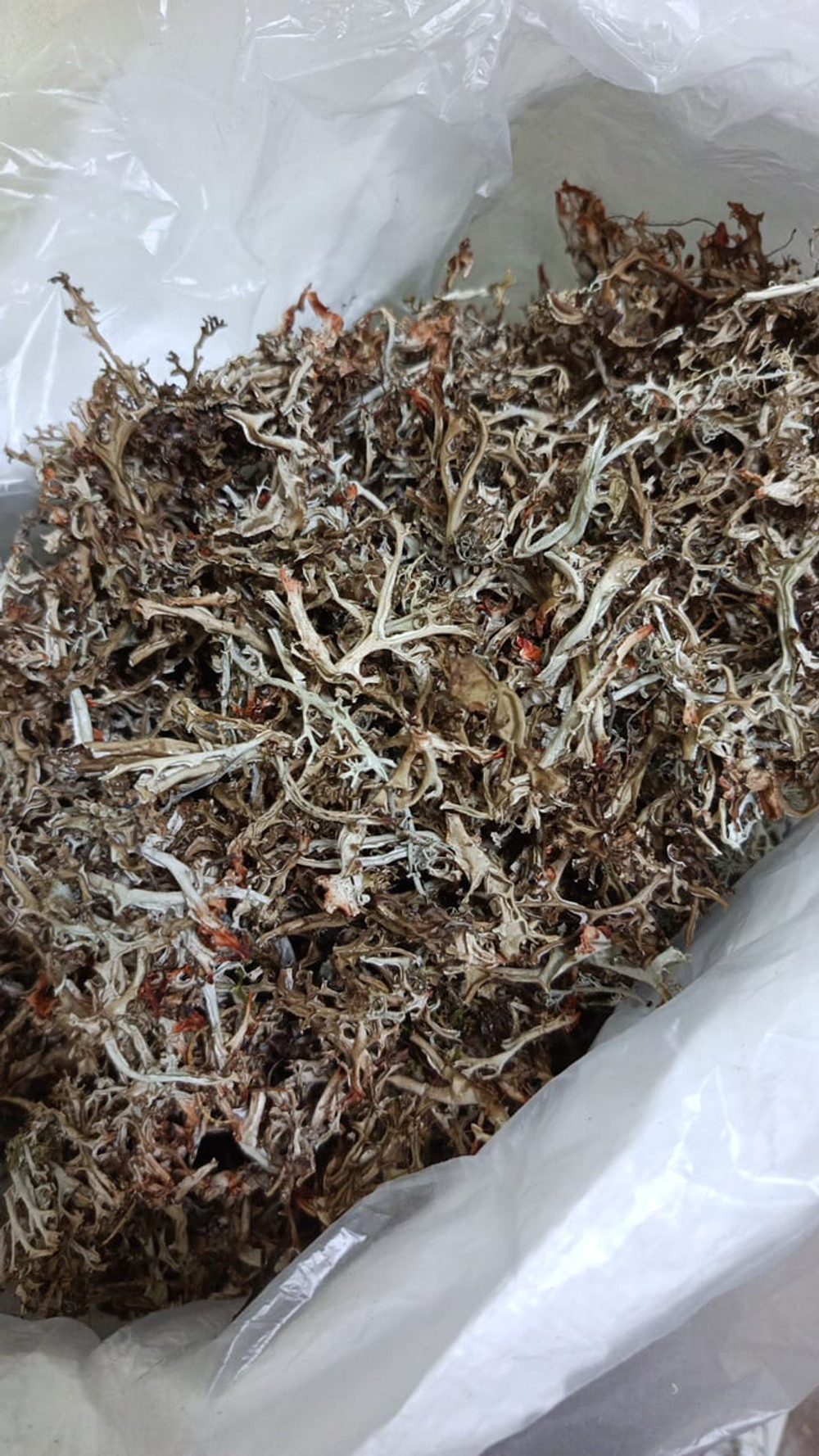 Исландский мох (Цетрария исландская) цельный ручная переборка