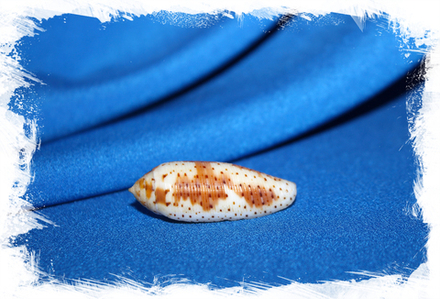 Конус Нуссателла (Conus Nussatella)