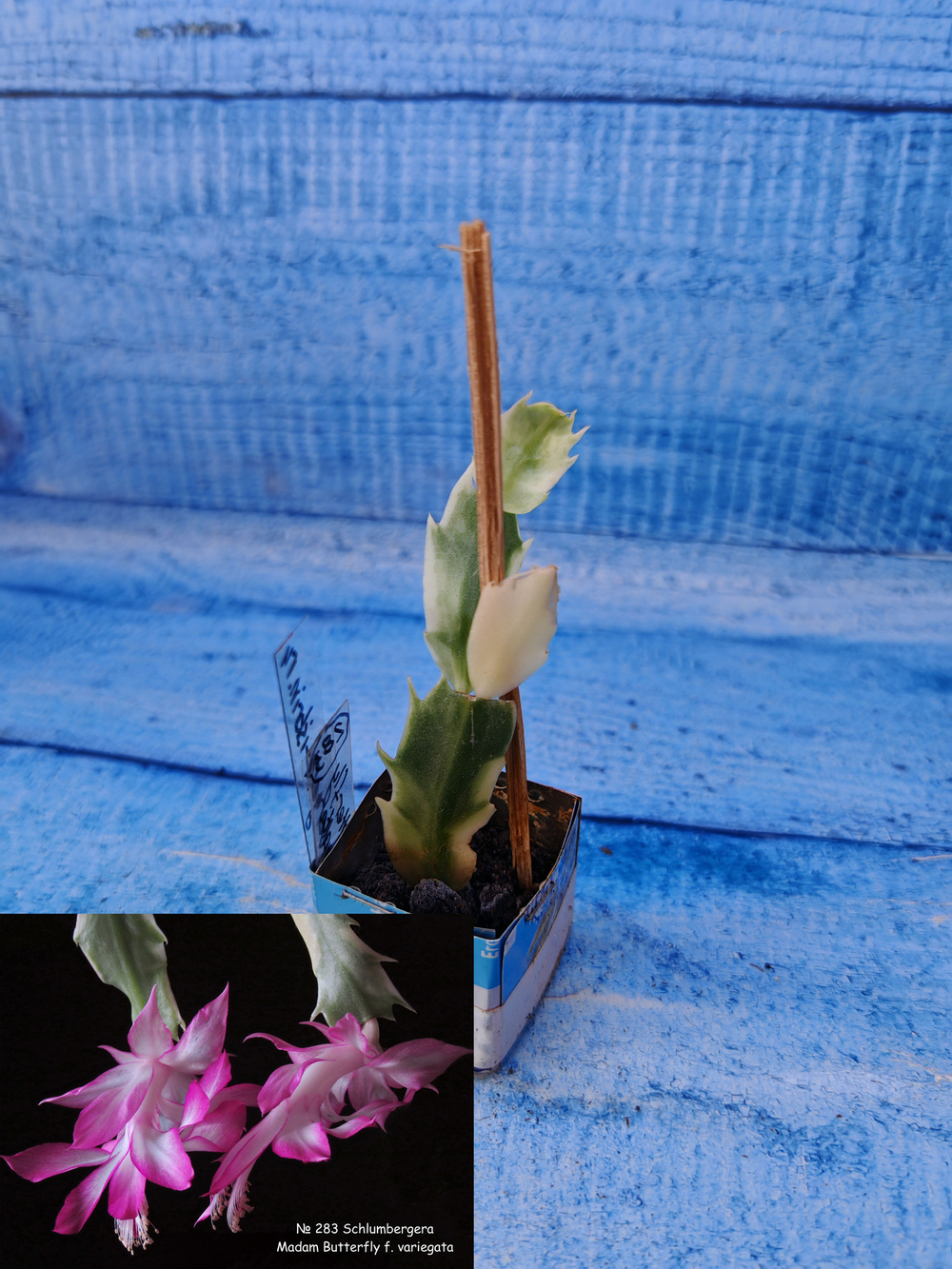 Schlumbergera cv. Madam Butterfly f. variegata (Шлюмбергера)