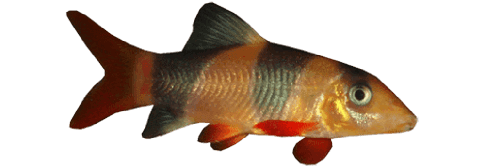 Боция-клоун (макраканта); S (код 2047), Botia macracantha