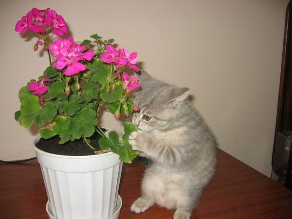 Комнатные растения, которые могут быть опасны для котов