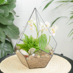 Готовый флорариум с нежной орхидеей Капля