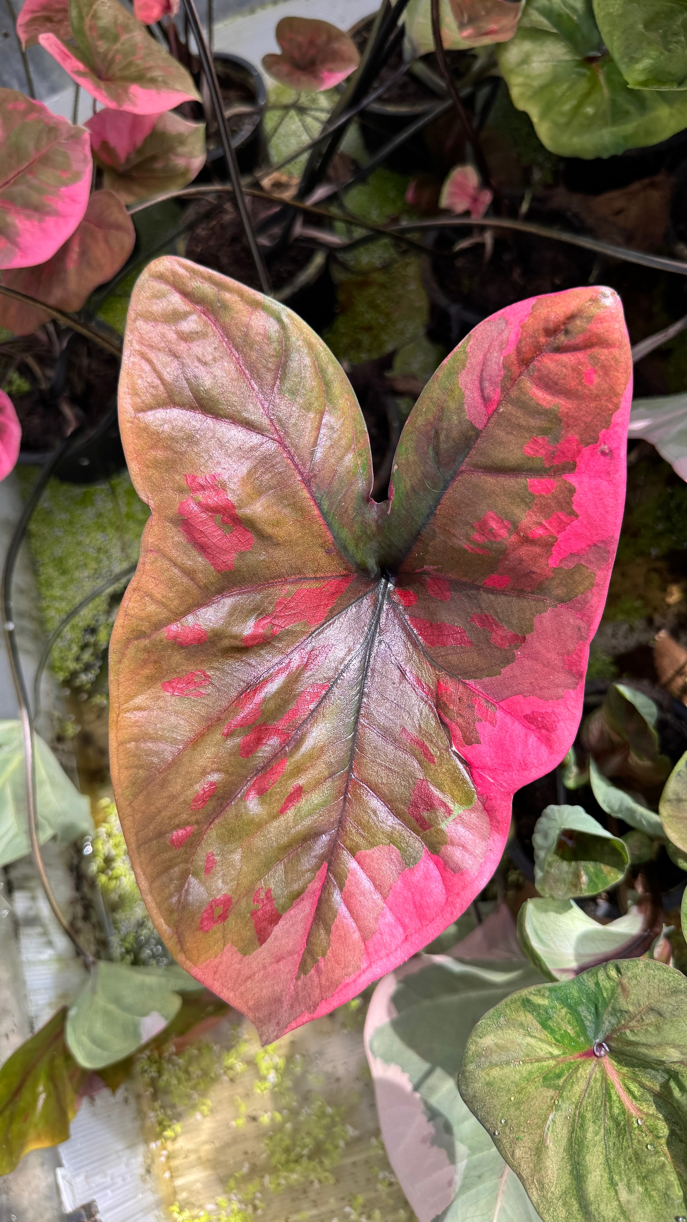 Предзаказ на каладиумы август 2026