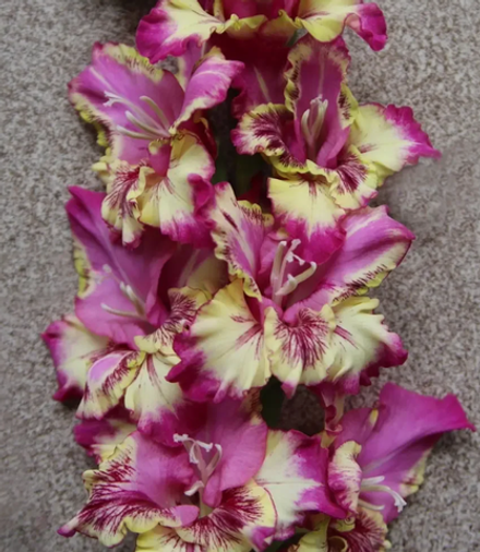 Гладиолус крупноцветковый Колор Клаб луковица март 2026