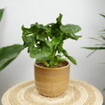 Филодендрон Атом 12/30