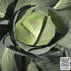 Экспект F1 семена капусты белокочанной (Bejo / Бейо)