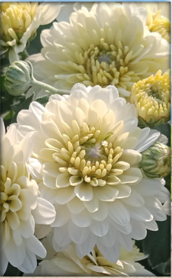 хризантема мультифлора фото белые