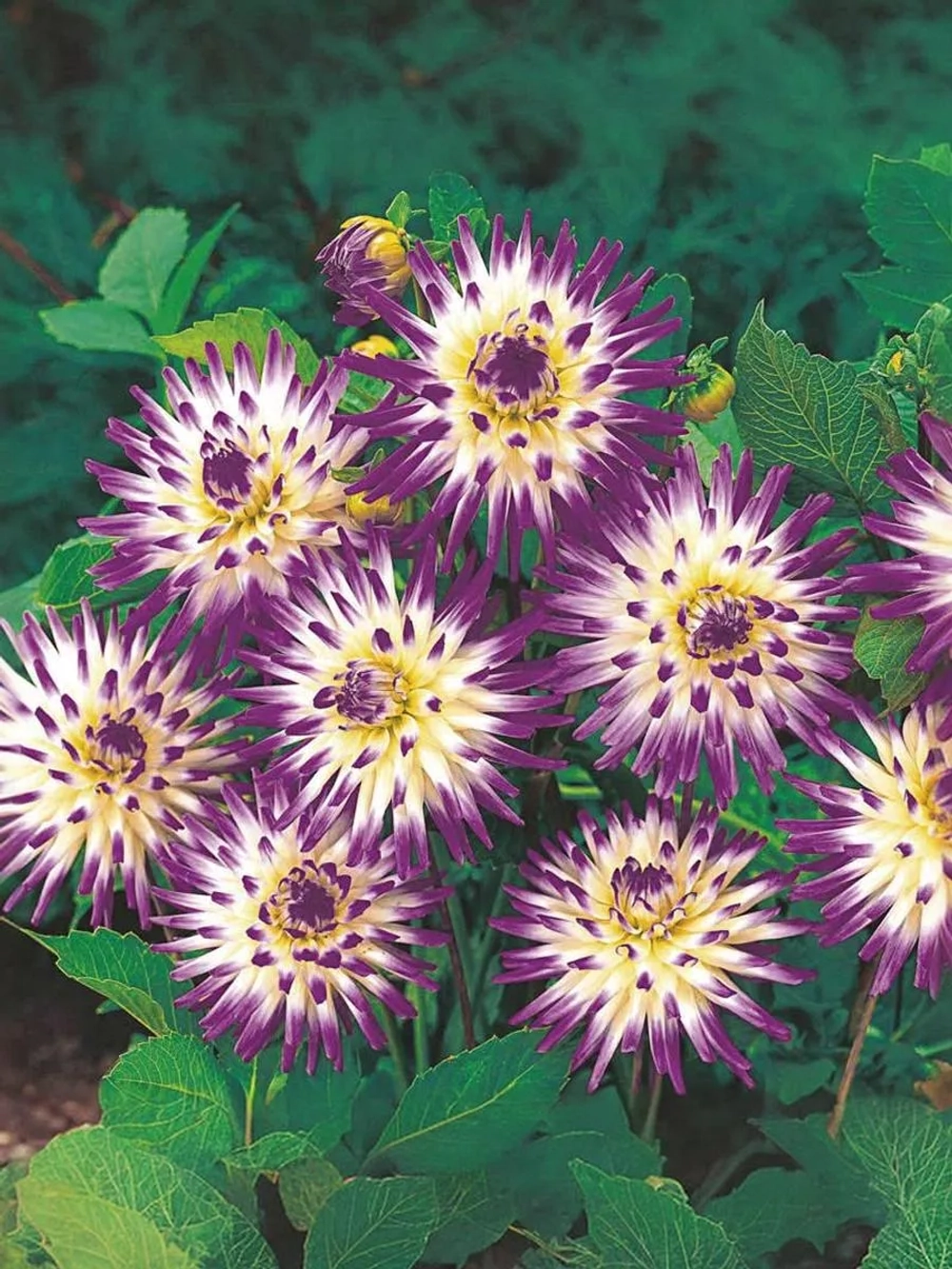 Георгин кактусовидный Веритейбл