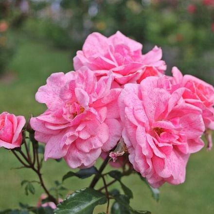 Ланселот (Lancelot)