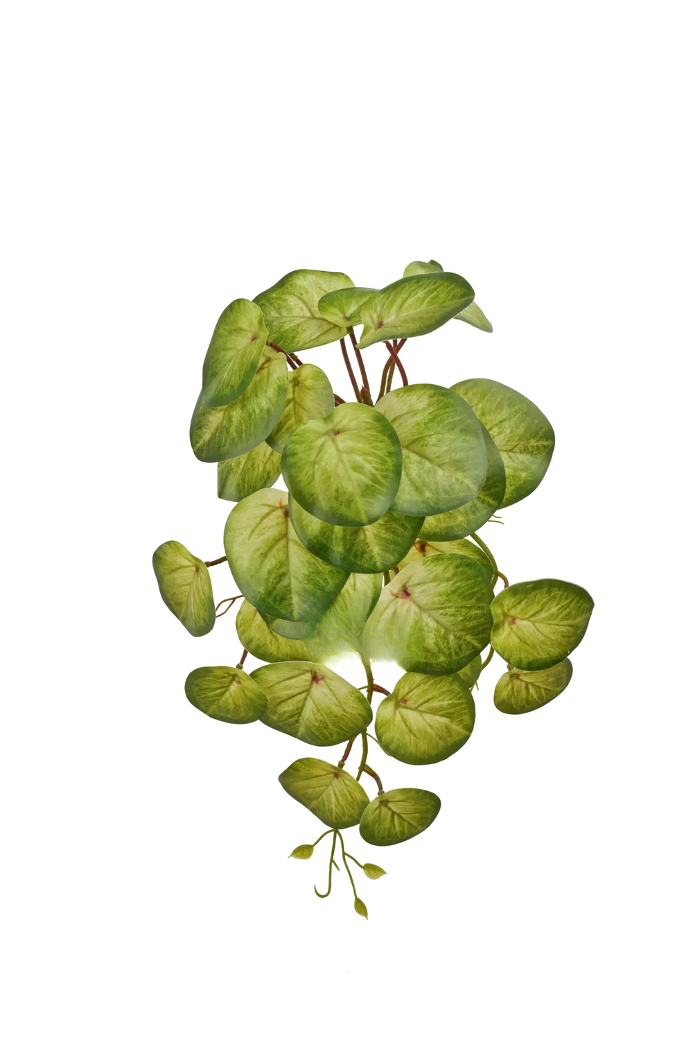 Куст Пеперомии ампельный