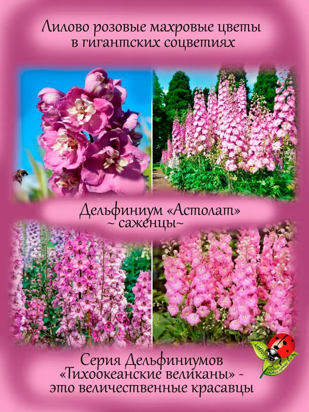 Дельфиниум Астолат Pacific Astolat