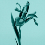 Tiffany & Co. Tiffany & Co. парфюмерная вода женская