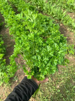 Петрушка кудрявая