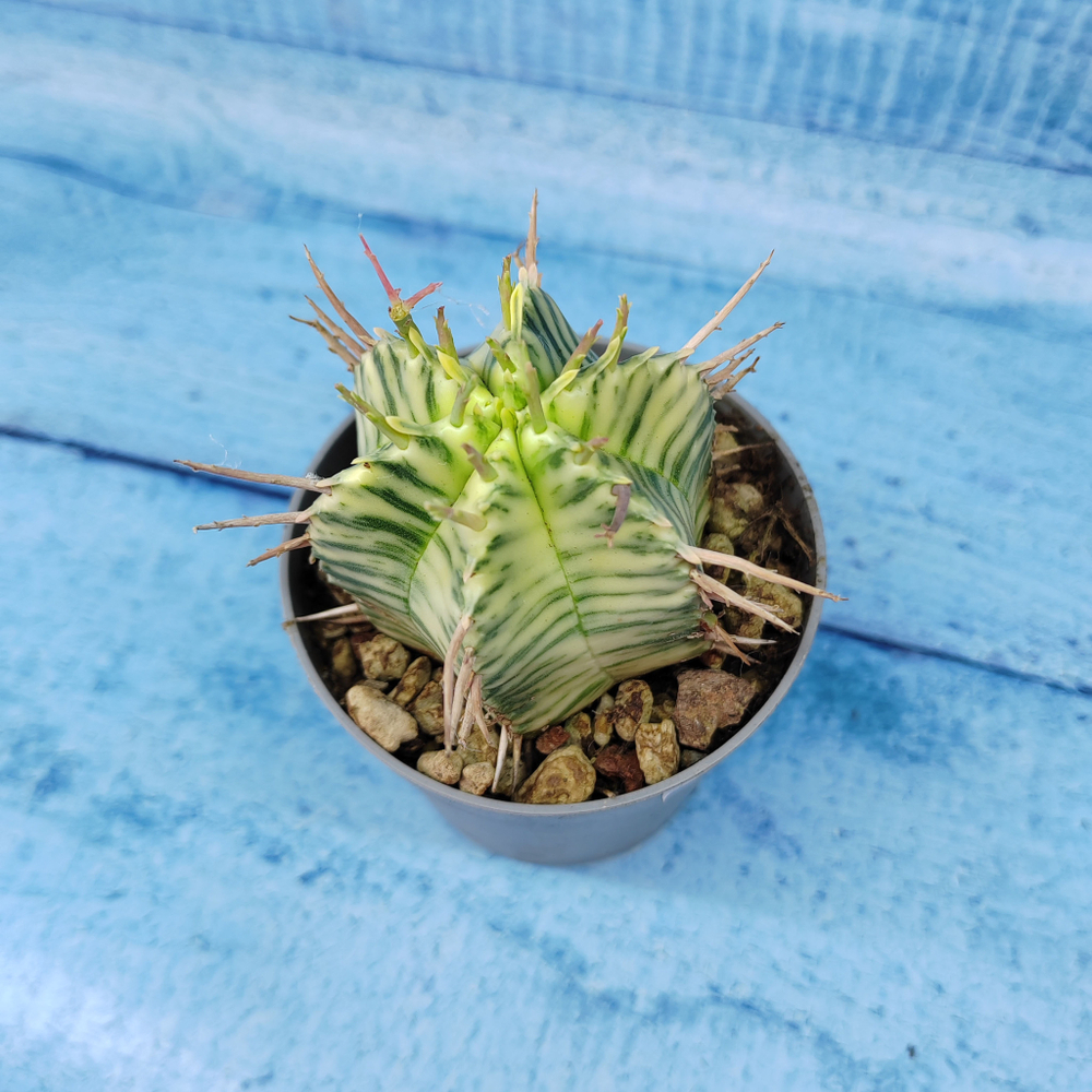 Euphorbia meloformis f. Variegated (Эуфорбия вариегатная)