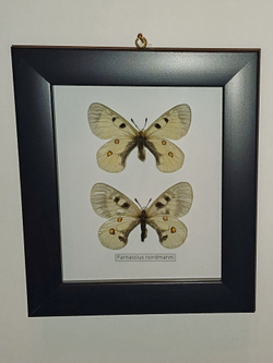 Бабочка Parnassius nordmanni пара в рамке