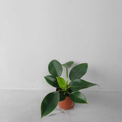 Филодендрон Грин Принцесс