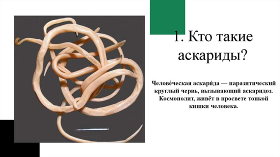 Влажный препарат "Аскарида"