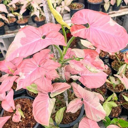 Сингониум NEON ROBUSTA VAR